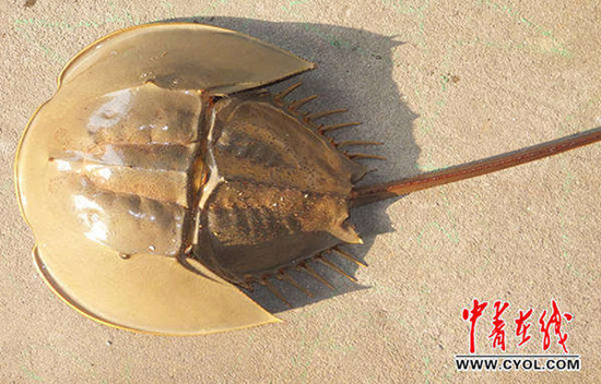 广西北海边防查获1000多只中华鲎